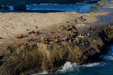 Fototapeta premium A lot of sea lions on a giant rock