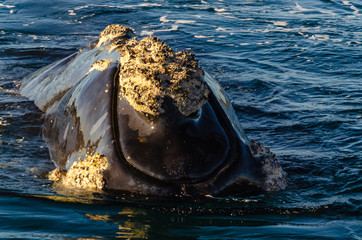 Whale head out of the water with a lot of crustaceans added to the skin