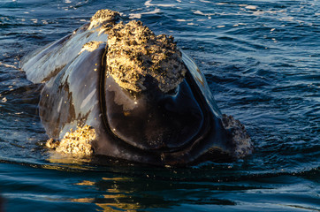Whale head out of the water with a lot of crustaceans added to the skin