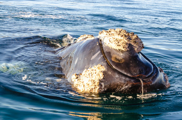 Whale head out of the water with a lot of crustaceans added to the skin