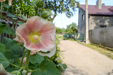 Flower near the house on a street
