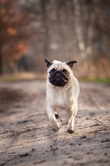 Obraz premium portrait