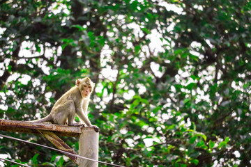 Jungle monkeys are climbing electric poles to look for lace and fruit falling on floor