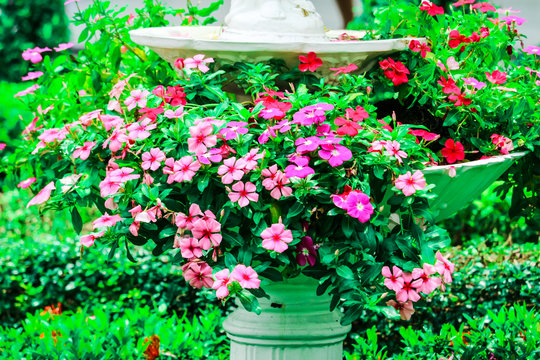 madagasca periwinkle colorful flower in pot decorate in garden