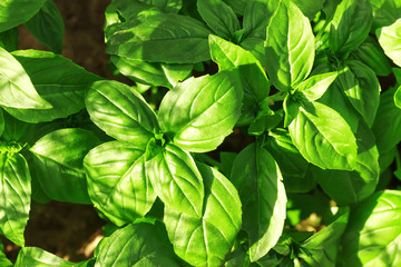 Fresh green Oregano in the garden in the summer