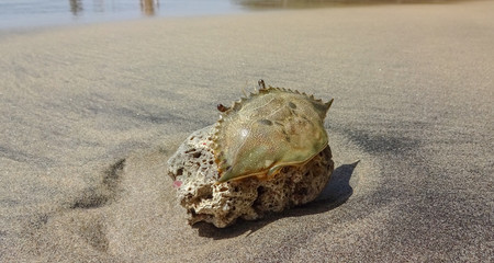 Martinique is a nice caribbean island