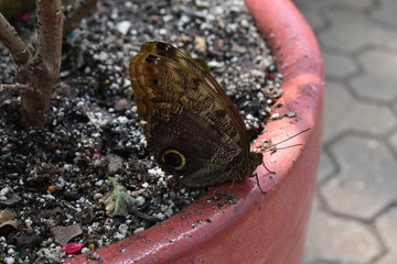 Beautiful brown owl butterfly pearched on pot