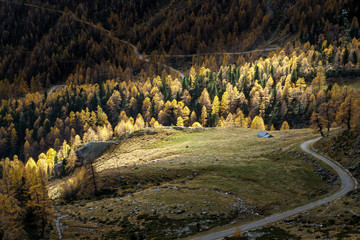 Fototapeta na wymiar autumn mountain forest