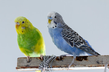 two wavy parrots sit on a cage