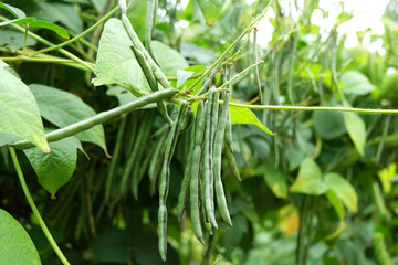 Pea pod of string beans, tree in the vegetable garden