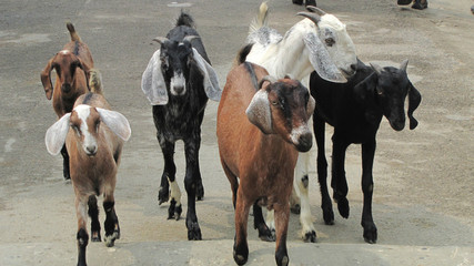 Fototapeta na wymiar Nepal. Goats on our way