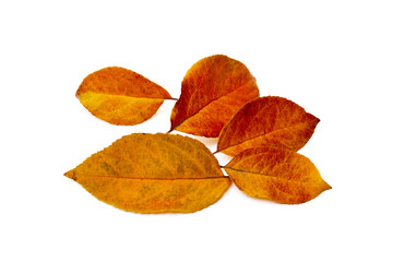  Colorful autumn leaves isolated on white background