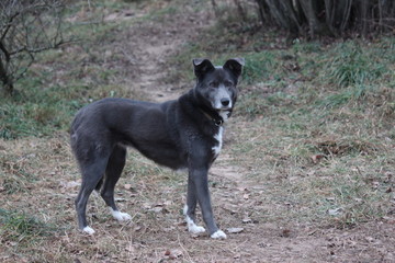 A dog with black hair and brown eyes looks up, sitting on the ground. Happy puppy, dedicated look