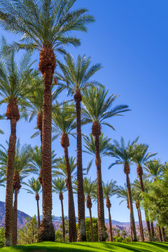 Tall palm trees on green grass in the Coachella Valley in California.
