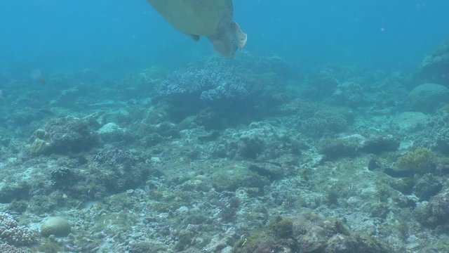 Green sea turtle feeding on sea grass in a shallow water closeup in Apo Island, Philippines