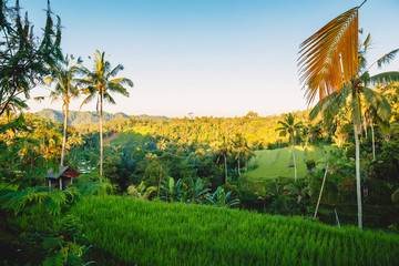 Fototapeta premium Rise terrace and coconut palms in Bali with sunrise or sunset tones