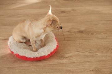 Closeup portrait of small sitting funny beige mini chihuahua dog, puppy, wooden background