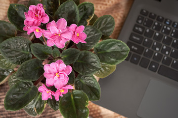 Pot with flowers, laptop and book on the beach. Stltctive focus