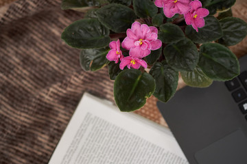 Pot with flowers, laptop and book on the beach. Stltctive focus