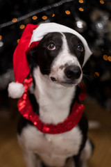 Black & White Lurcher Dog, wearing a santa hat, sat by a Christmas Tree, with blurred background