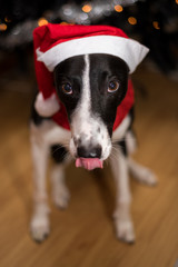 Black & White Lurcher Dog, wearing a santa hat, sat by a Christmas Tree, with blurred background