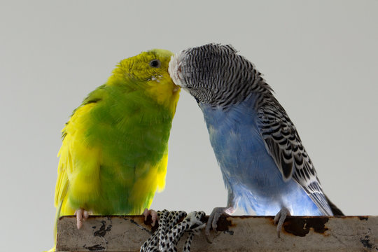 Kiss wavy parrots. Little birds touched each other's beaks