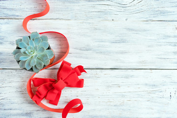 Christmas composition, mockup with green cactus aloe succulent plant, red ribbon, bow and silver...