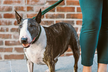 The legs of a female stands next to a bull terrier dog