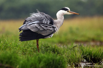 Naklejka premium The grey heron (Ardea cinerea) standing and fishing in the water.A large heron with a burled feather and a green background.