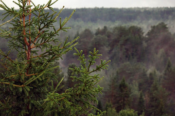 Scenic of morning fog over a pine forest.