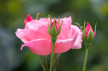 Obraz na płótnie Canvas Pink rose in the garden.
