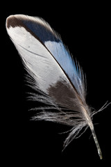 Blue-white wavy parrot feather isolated on black background