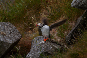 Maskonury na wyspie Runde - ptasia wyspa w Norwegii © slawjanek