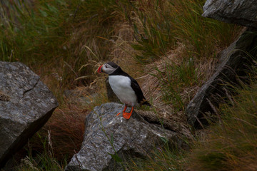 Maskonury na wyspie Runde - ptasia wyspa w Norwegii © slawjanek