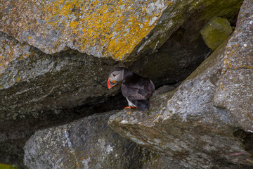 Maskonury na wyspie Runde - ptasia wyspa w Norwegii © slawjanek