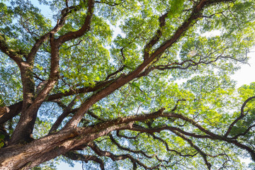 View from the bottom, the magnificent stretch of branches and gr