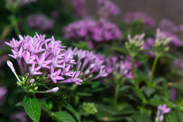 Pseuderanthemum andersonii Lindau in the garden.