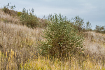 Autumn Tavrian steppe