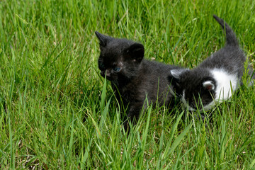 Fototapeta premium small kittens