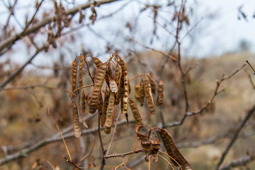 False-acacia robinia in the Tavrian steppe