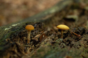 petit champignon foret nature
