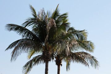 Fototapeta na wymiar Palm trees against the sky. Tops of palm tress photographed against a clear sky.