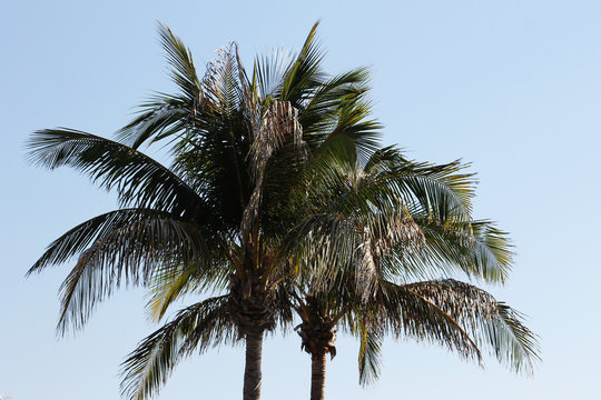 Palm trees against the sky. Tops of palm tress photographed against a clear sky.