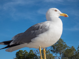 Seegull on the background of blue sky