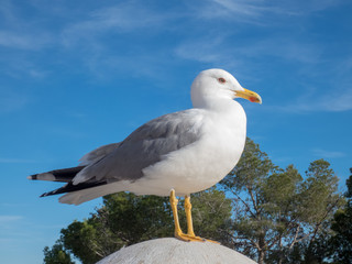 Seegull on the background of blue sky