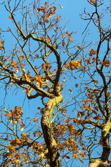 Bare tree against a clear blue sky