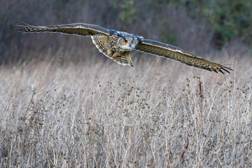 Eurasian eagle owl (Bubo bubo) flying over a field in Gloucestershire (trained bird)