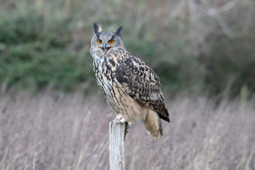 Portrait of an Eurasian eagle owl (Bubo bubo) sitting on a post field in Gloucestershire (trained bird)