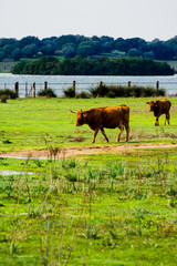 Free and wild solitary bull in a field