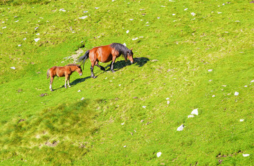 Obraz na płótnie Canvas Aerial view of grazing horses on a lush fresh alpine meadow